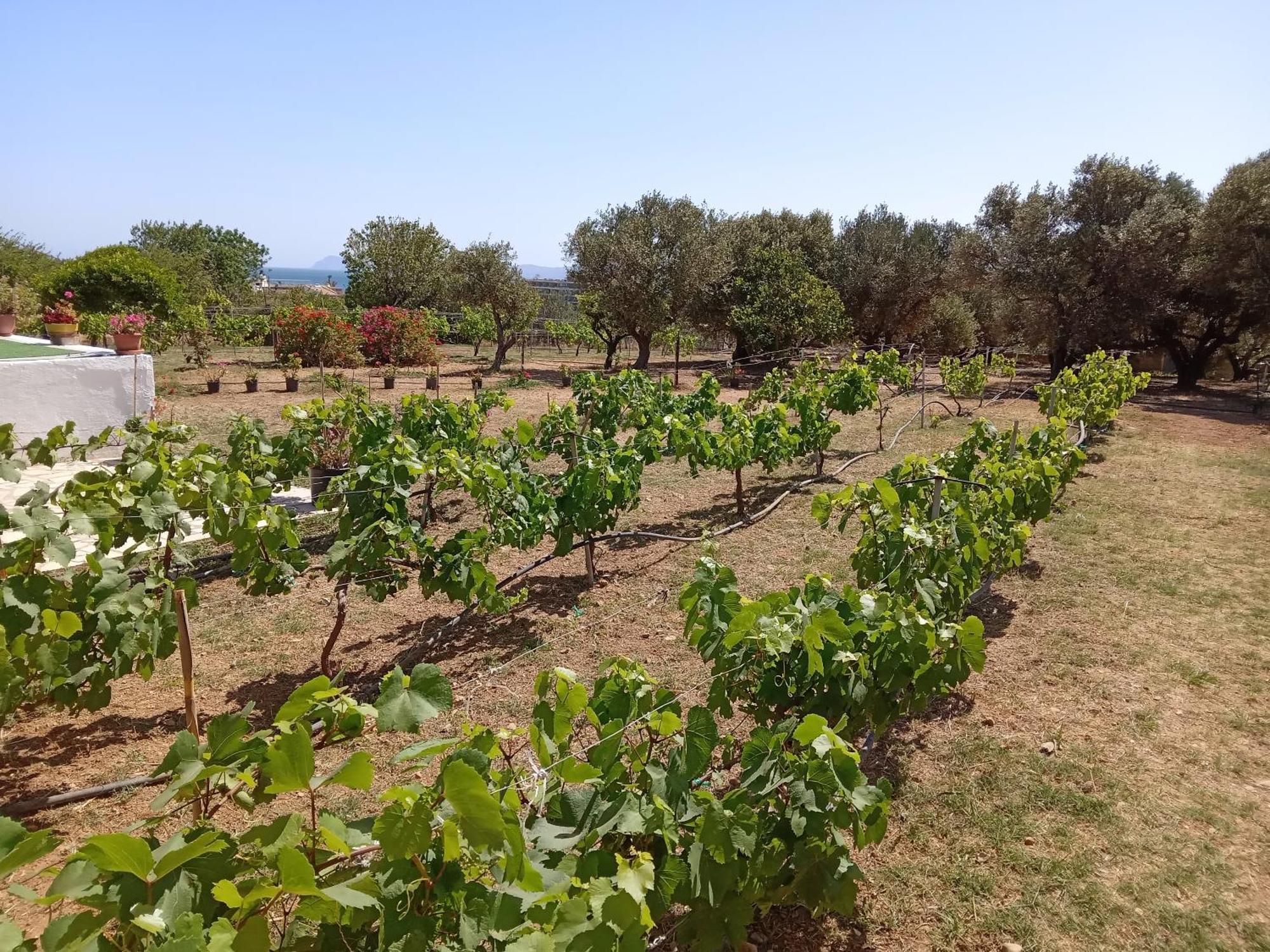 סיטייה Villa Ampelia מראה חיצוני תמונה